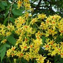 Koelreuteria paniculata fleur